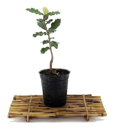 Plantín Quercus Suber Alcornoque 4 Años Domestic Bonsai 