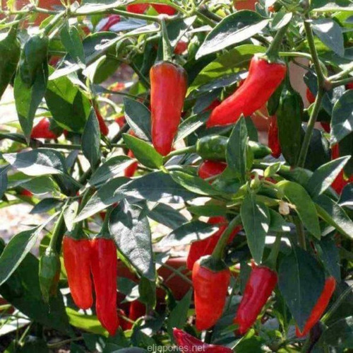 Semillas De Aji Jalapeño - Capsicum Annuum