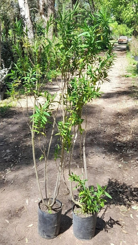 Leonotis , Cola De León