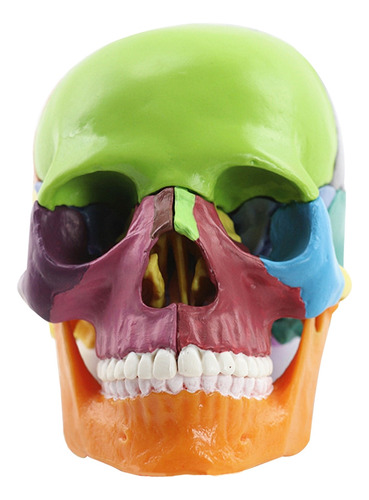 Modelo De Calavera Médica Y Cuerpo Humano Education Skull Mo