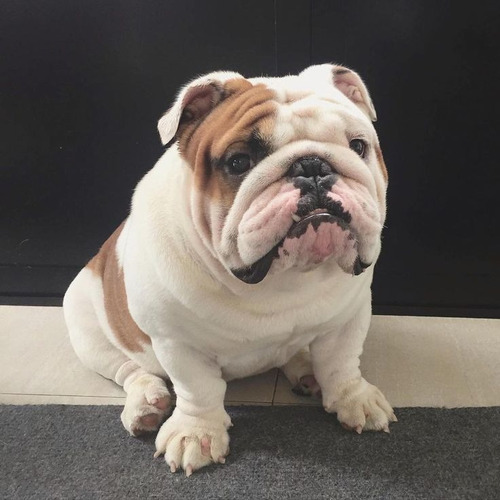 Bulldog Ingles 55 Atigrado