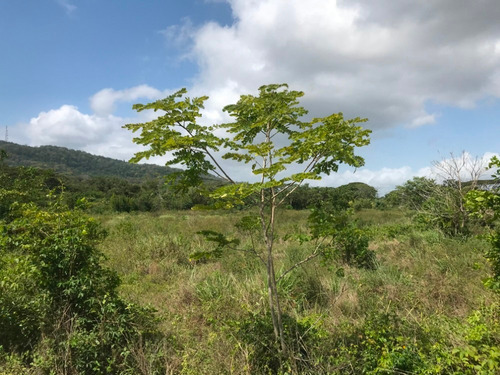 Imagen 6 de 6 de Terreno Vacacional En Venta En Tucacas Morrocoy Inm-026