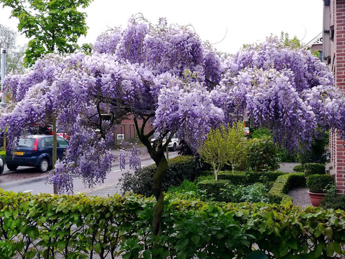 Árbol De Wisteria ( Wisteria Sinensis ) Más Semillas  