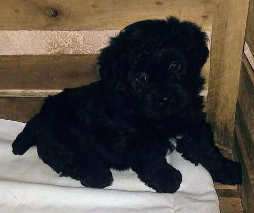 Imagen 2 de 5 de Caniche Toy Negro