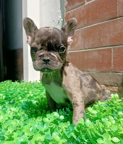 Bulldog Francés En Quito 