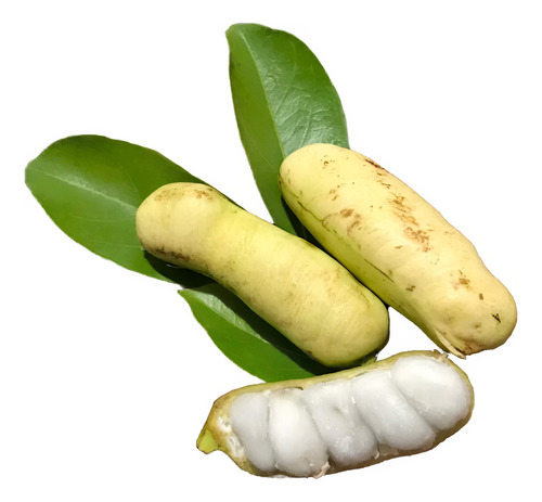 Planta De Inga Laurina, Bonita Frutal, Pregunte Costo Envio