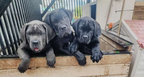 Cachorros Cane Corso O Mastin Italiano.