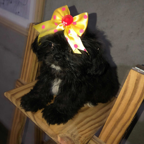 Imagem 2 de 5 de Cachorro Shih-tzu Temos 3 Fêmeas E 2 Machos