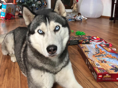 Precioso Semental Husky Para Monta / Cruza