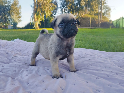 Machito Pug De 2 Meses Listo Para La Entrega