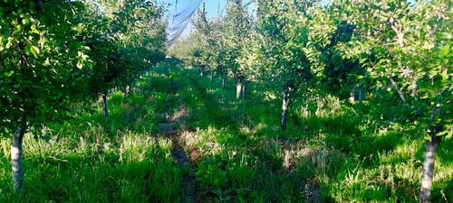 Finca Premium De Ciruelas Dagen Con Infraestructura De Alta Tecnología Cuadro Benegas San Rafael
