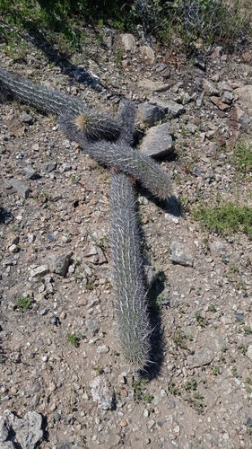 Stenocereus Eruca
