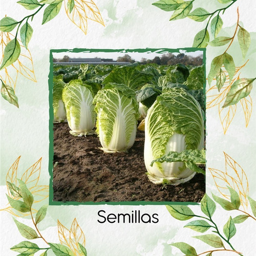 5.000 Semillas Orgánicas De Brassica Rapa Para Maceta