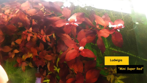 Imagen 2 de 3 de Acuario Plantas Acuaticas Ludwigia Mini Super Red