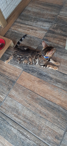 Filhotes De Gatos Bengals Importados