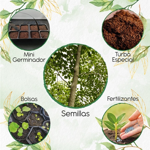 3 Semillas De Árbol Gmelina Arborea + Kit De Germinación