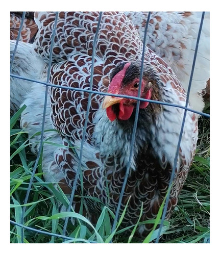 Huevo Fértil Nueva Raza Gallina Wyandotte Laceadas De Blanco