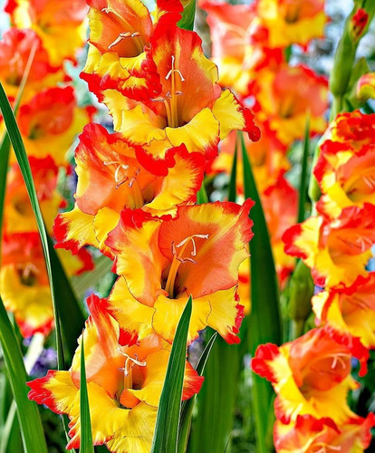 Bulbos De Gladiolos Super Exoticos X 10 Bulbos