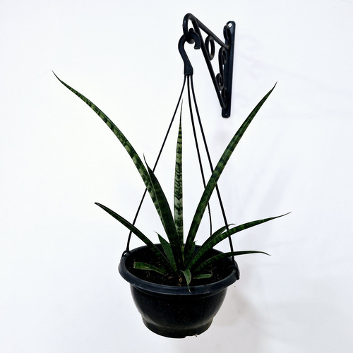Planta Sansevieria Sp. Espada De São Jorge Japonesa New Way