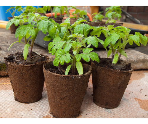 10 Piezas Kit De Huerto 1 Semilla Regalos Ecológicos Eventos