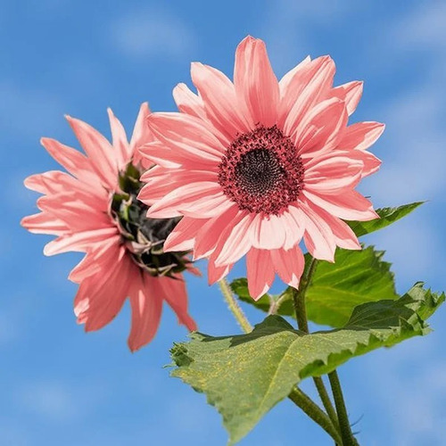 150 Semillas De Girasol Rosa Rapido Crecimiento 