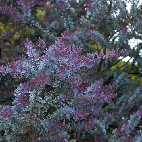 Acacia Morada ( Arbol ) 200cm Las Mejores, Solo Cdmx