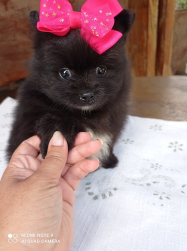 Filhote De Lulu Mini Com Atestado Veterinário