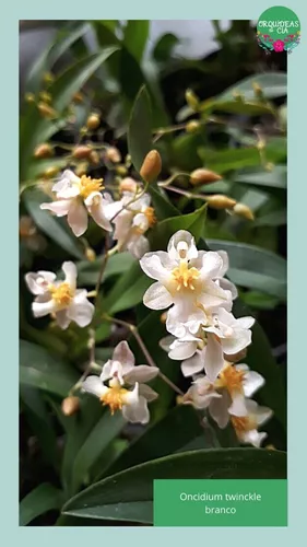 Mini Orquídea Oncidium Twinckle (cores Diversas) Sem Flor