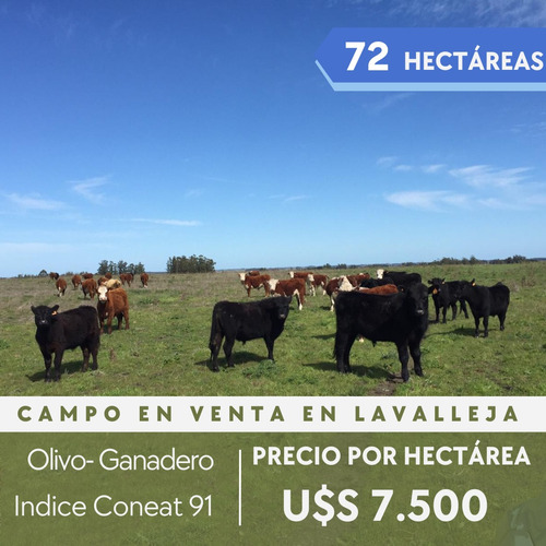 Muy Buen Campo De 72 Hectáreas Agrícola - Olivos- Ganadero En Lavalleja 