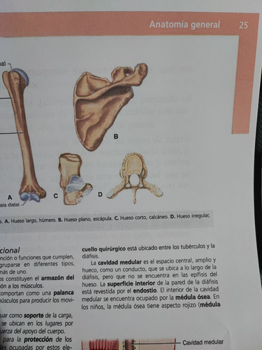 Anatomía Clínica Pró 2da Ed Full Color A4