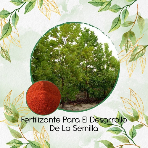 Fertilizante Para El Desarrollo De Acacia Mangium