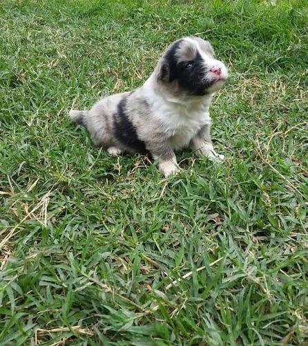 Border Collie Blue Criadero Imperial Pets