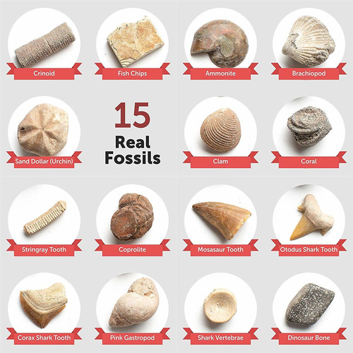 Mega Kit Fossil Dig - Dig Up 15 Auténticos Fósiles (huesos D