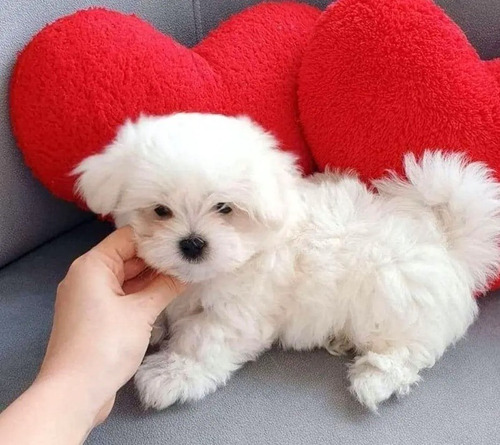 Imagen 3 de 3 de Bichon Maltes Mini A 350 Por Cada Perrito