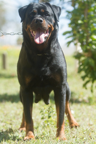 Rottweiler Filhotes Com (60 Dias)frete Gratis