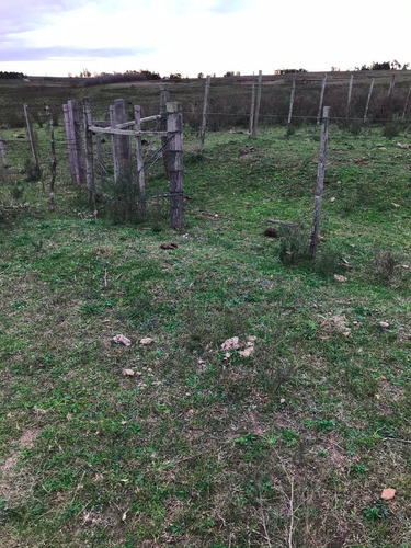 Campo De 16 Hectáreas, A 14 Kms De San Jacinto