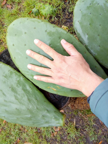 Penca / Esqueje Del Cactus Nopal - Pack De 5 - Comestible