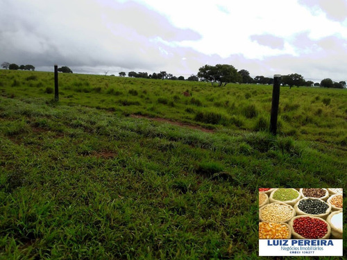 Imagem 6 de 15 de Fazenda À Venda Em Formoso Do Araguaia-to - 1.771 Hectares (dupla Aptidão) - 1618