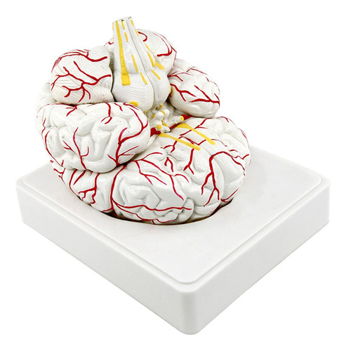 Modelo De Anatomía Cerebro Práctico Escultura 3d 7 Piezas