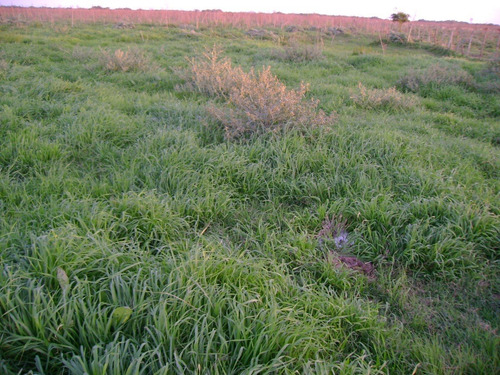 Campo En Venta En Chascomús - 183 Hectáreas Agrícola