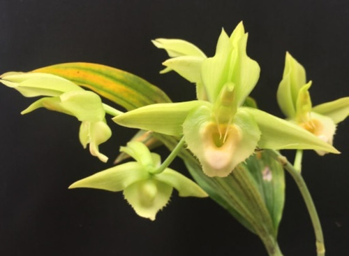 Orquidea Catasetum Osculatum X Sptzii - Muda