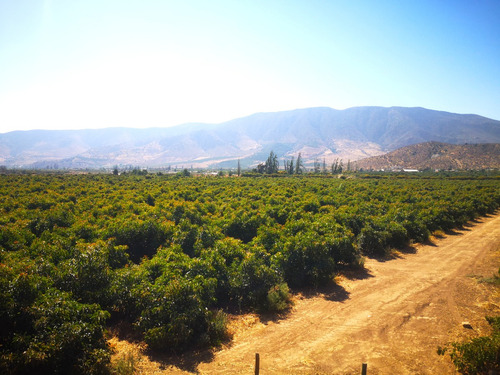 Campo De Paltos En Producción. Riego Y Tranque