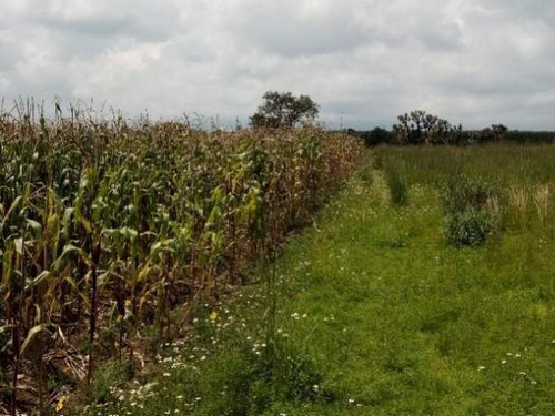 Imagen 7 de 10 de Se Vende Terreno En Calimaya, Estado De México