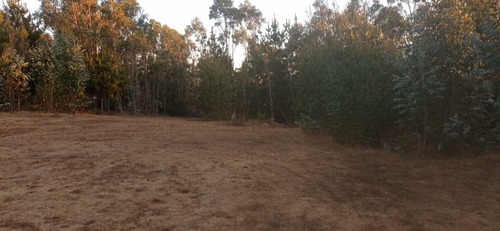 Casa Amoblada En Algarrobo Con Amplio Terreno