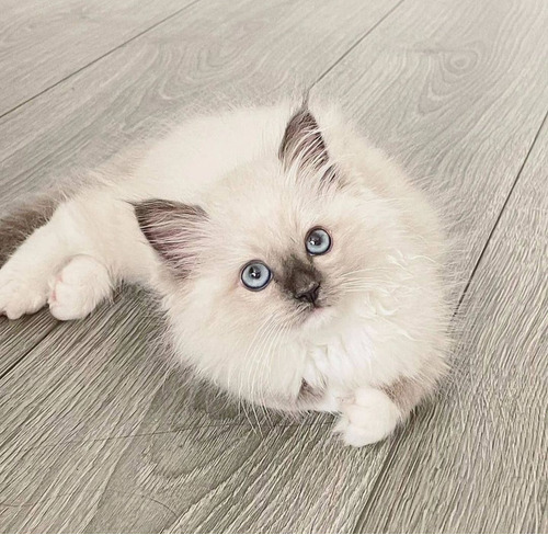 Gatos Ragdoll Puros De 3 Meses 