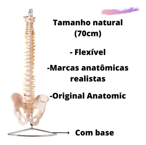 Coluna Vertebral Flexível Tamanho Natural 70cm Profissional