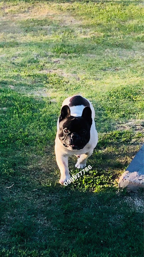 Bulldog Francés Para Monta