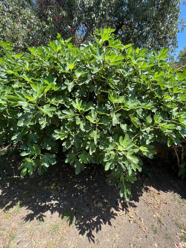 Vendo 2 Terrenos Planos, Las Arboledas, Sección Glorieta Ht527