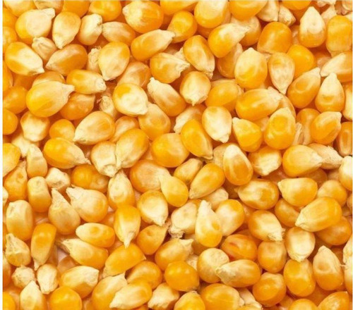 Milho Para Pipoca Especial Premium Kit 5 Kilos Festa