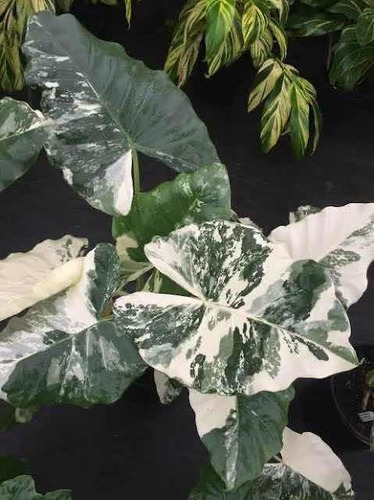 Planta Alocasia Variegada